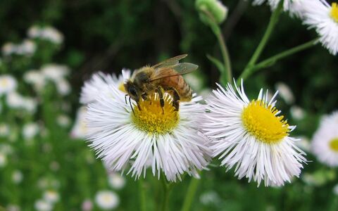 Bienenweide