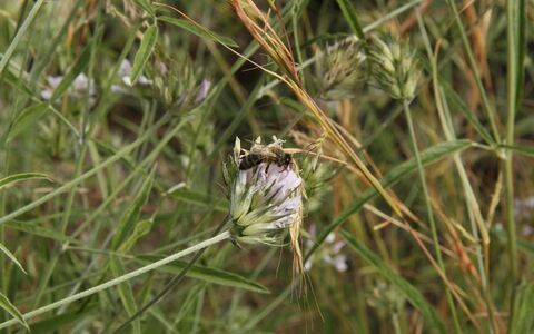 Bienenweide